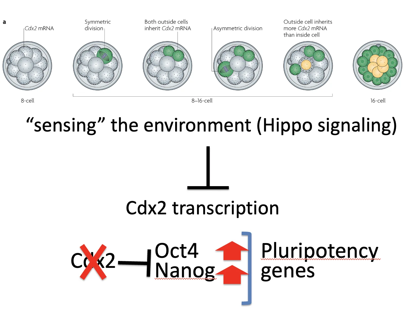 “sensing” the environment (Hippo signaling)