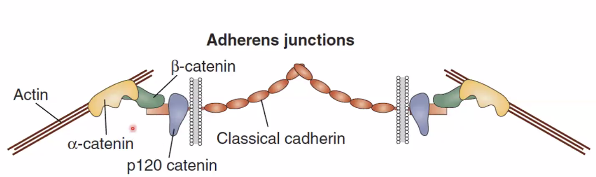 Adherens junctions