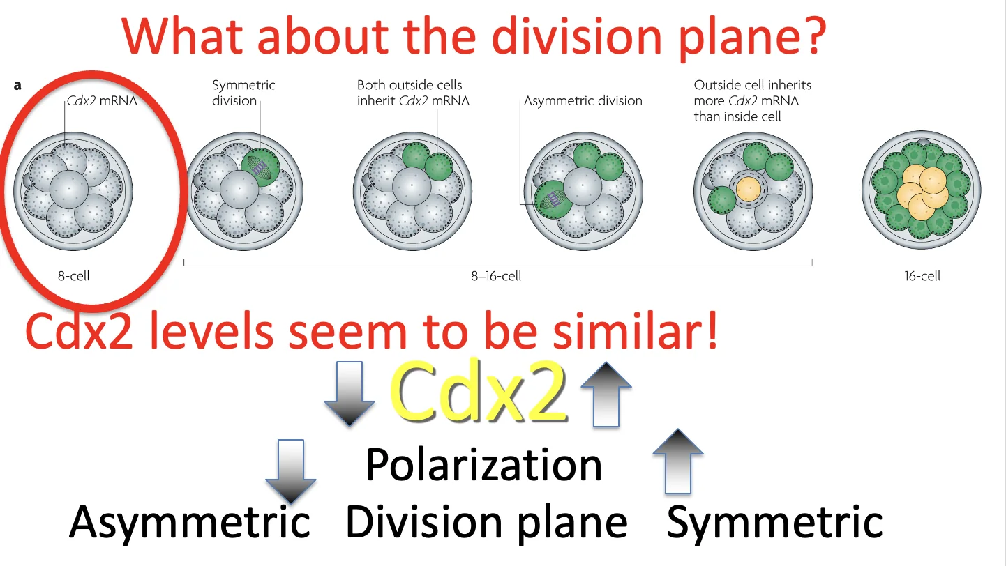 the division plane