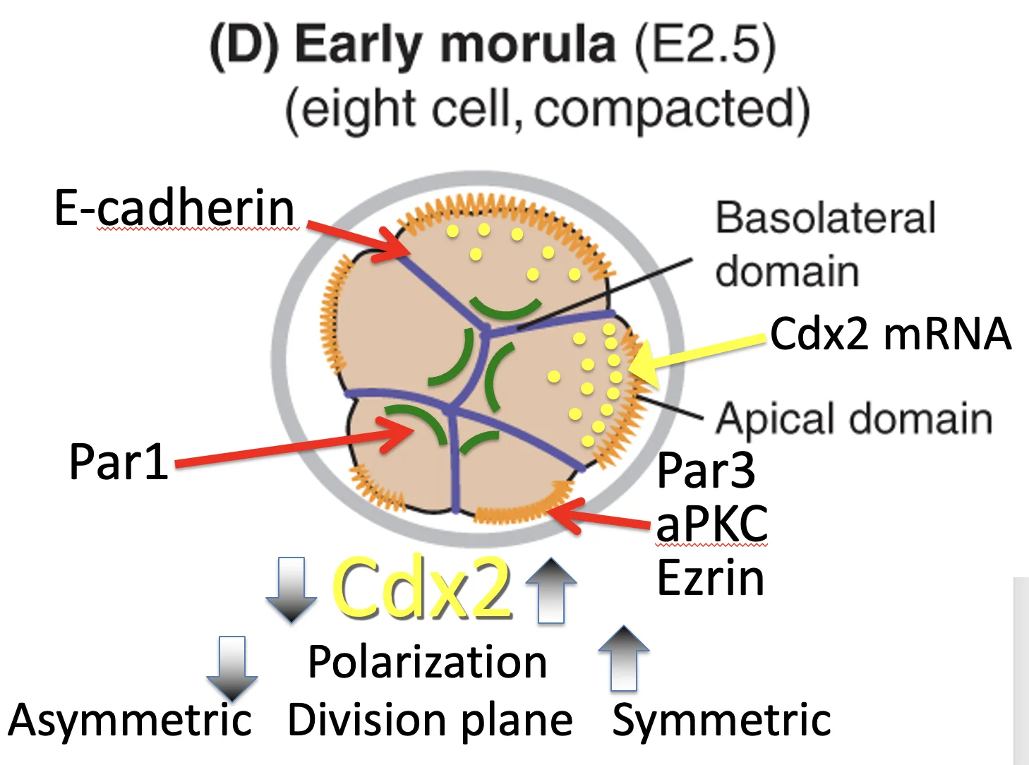 Early morula