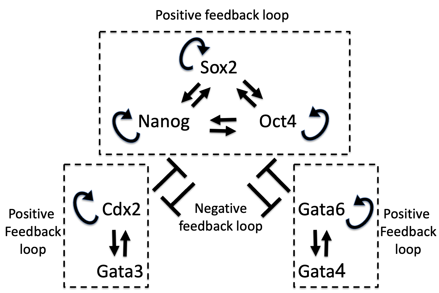 Positive feedback loop