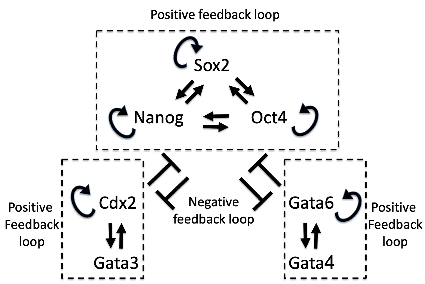 Positive feedback loop