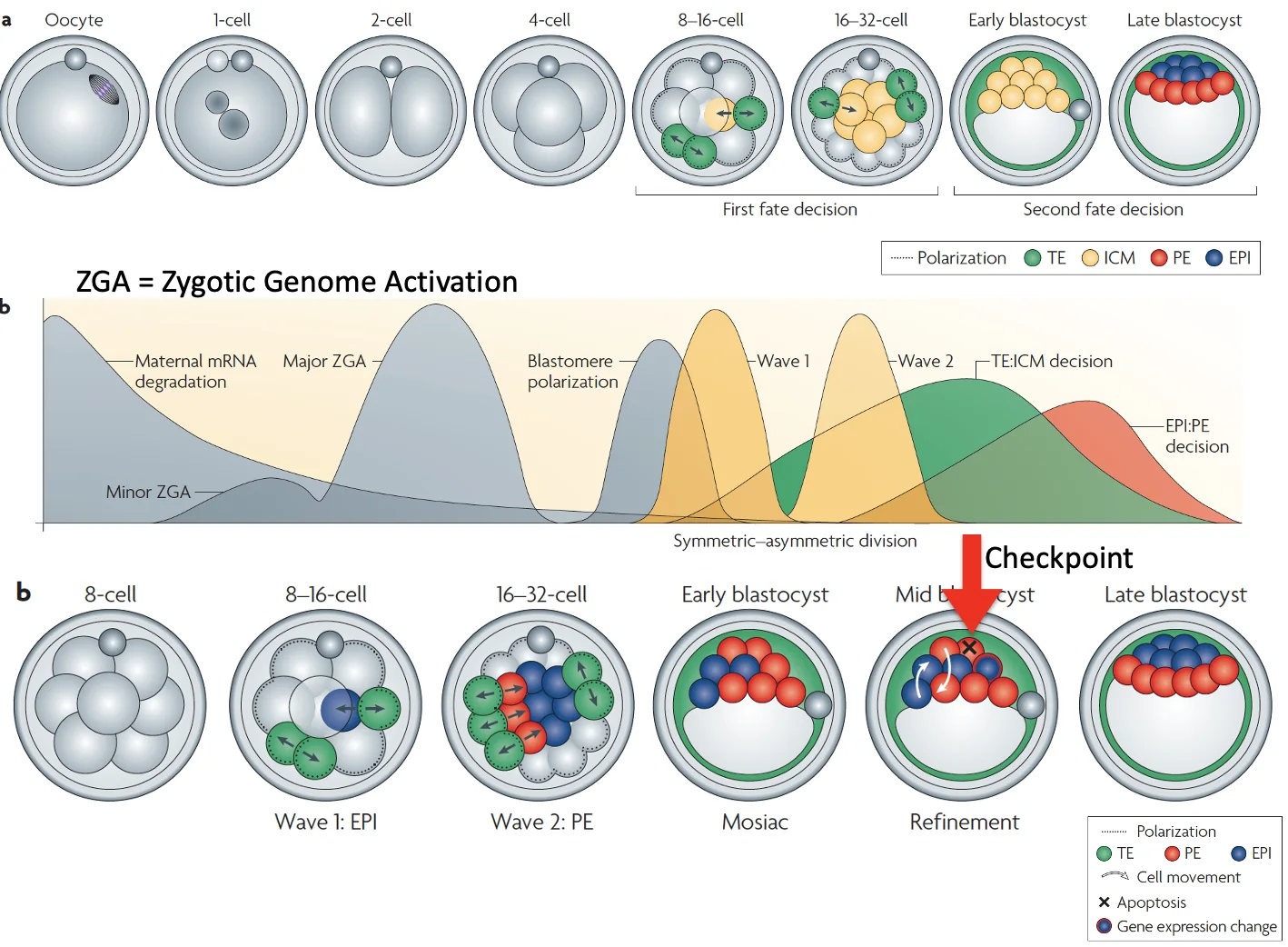 ZGA - Zygotic Genome Activation
