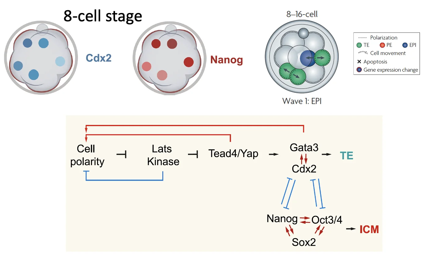 First Cell Fate Decision