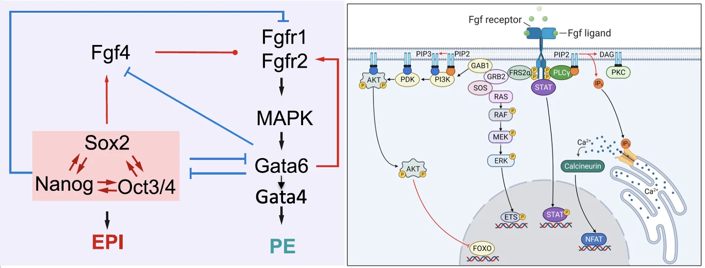 Transcriptional network + Fgf signaling = Second cell fate decision