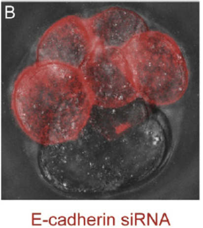 siRNA נגד E-cadherin
