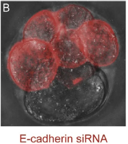 siRNA נגד E-cadherin