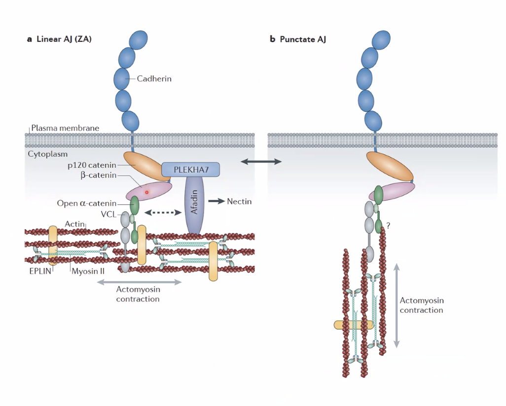 Linaek and punctalte AJ