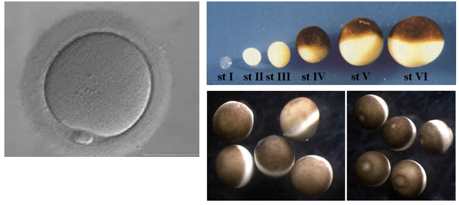 משמאל Human oocyte בשלב _ מימין ביצי צפרדע