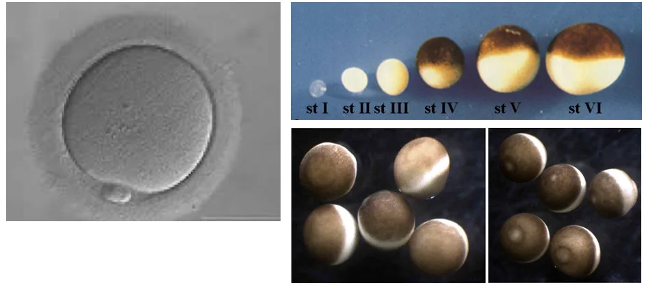 משמאל Human oocyte בשלב Metaphase II arrest, מימין ביצי צפרדע