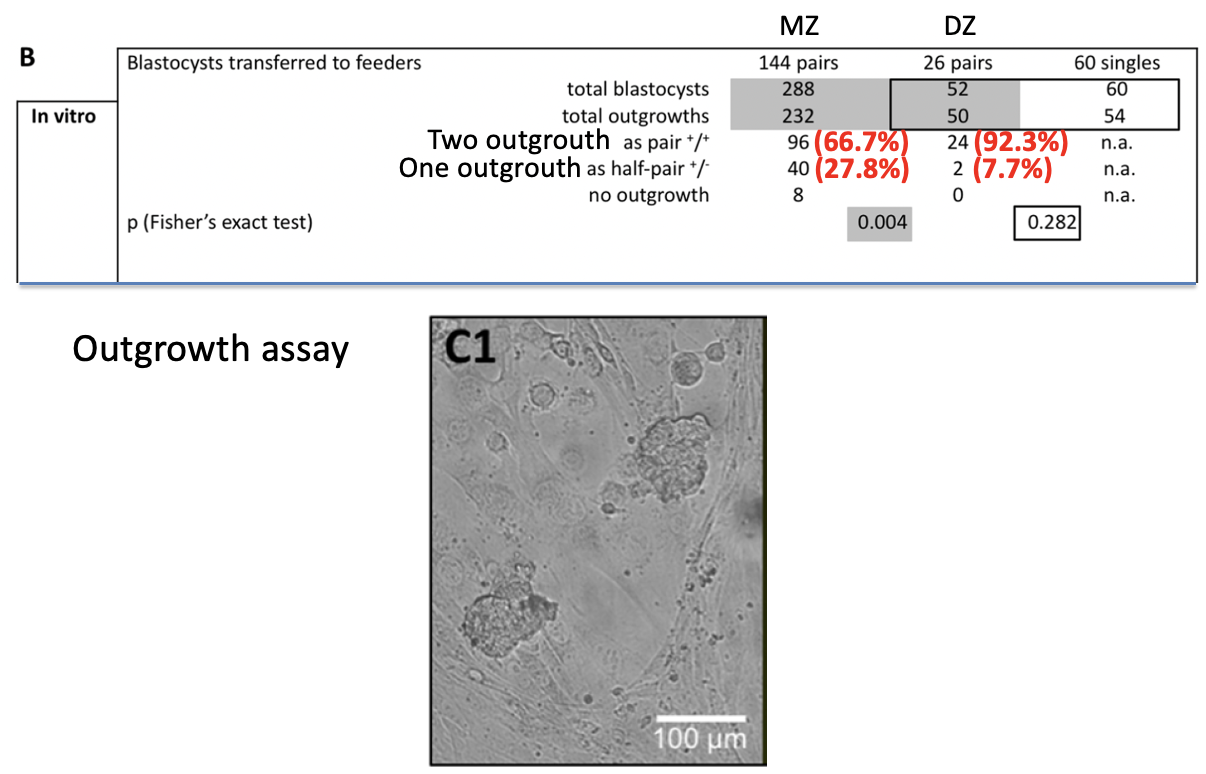 Figure 1. Micromanipulation and culture of two-cell mouse embryos to generate monozygotic (MZ) twins. Monozygotic twins formed blastocysts at the same rate (C1), comprising half the number of cells as unmanipulated blastocysts (C3). After transfer to the uterus, blastocysts obtained from bisected and then immediately reunited blastomeres yielded as many fetuses as unmanipulated controls (C2).Figure 2. Functional analysis of MZ twin pairs. Single pairs of MZ twin blastocysts were transferred to the uteri of pseudopregnant recipients (one pair per recipient), using DZ twins and reconstructed embryos (separated reunited blastomeres) as controls (A). Single pairs of MZ twin blastocysts were transferred to a layer of feeder cells to enable outgrowth formation and ES cell derivation (B). Statistical comparisons were conducted on the pairs of MZ and DZ twins, and on the individual embryos of DZ twins and separated-reunited blastomeres (Fisher’s exact test). Gray-shaded areas visualize the comparison of MZ and DZ twins with each other; blackframed areas visualize the comparison of DZ twins and reconstructed controls with each other. n.a., not applicable. n.p., not performed. The functional status of the outgrowths was validated by scoring the expression of Oct4-GFP (C–E; “1” refers to light microscopy, “2” to fluorescence microscopy).