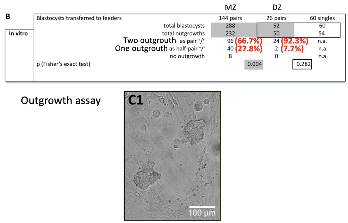 Figure 1. Micromanipulation and culture of two-cell mouse embryos to generate monozygotic (MZ) twins. Monozygotic twins formed blastocysts at the same rate (C1), comprising half the number of cells as unmanipulated blastocysts (C3). After transfer to the uterus, blastocysts obtained from bisected and then immediately reunited blastomeres yielded as many fetuses as unmanipulated controls (C2).Figure 2. Functional analysis of MZ twin pairs. Single pairs of MZ twin blastocysts were transferred to the uteri of pseudopregnant recipients (one pair per recipient), using DZ twins and reconstructed embryos (separated reunited blastomeres) as controls (A). Single pairs of MZ twin blastocysts were transferred to a layer of feeder cells to enable outgrowth formation and ES cell derivation (B). Statistical comparisons were conducted on the pairs of MZ and DZ twins, and on the individual embryos of DZ twins and separated-reunited blastomeres (Fisher’s exact test). Gray-shaded areas visualize the comparison of MZ and DZ twins with each other; blackframed areas visualize the comparison of DZ twins and reconstructed controls with each other. n.a., not applicable. n.p., not performed. The functional status of the outgrowths was validated by scoring the expression of Oct4-GFP (C–E; “1” refers to light microscopy, “2” to fluorescence microscopy).