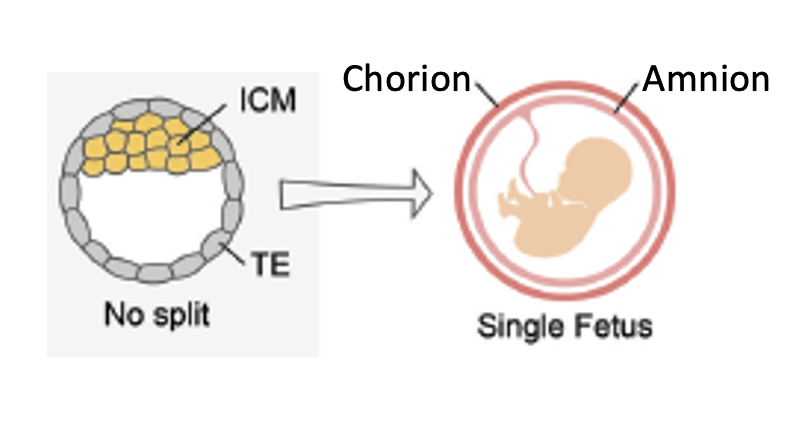Monozygotic twins in humans