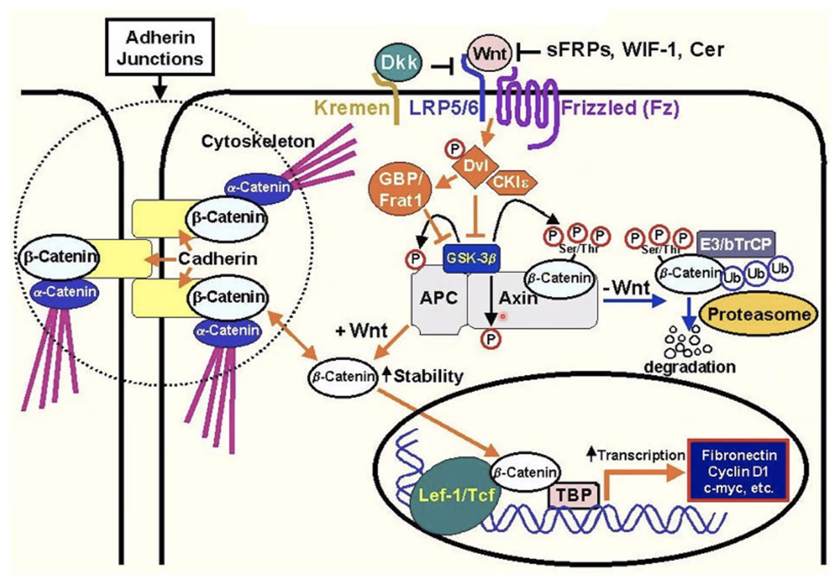 תמונה גדולה
