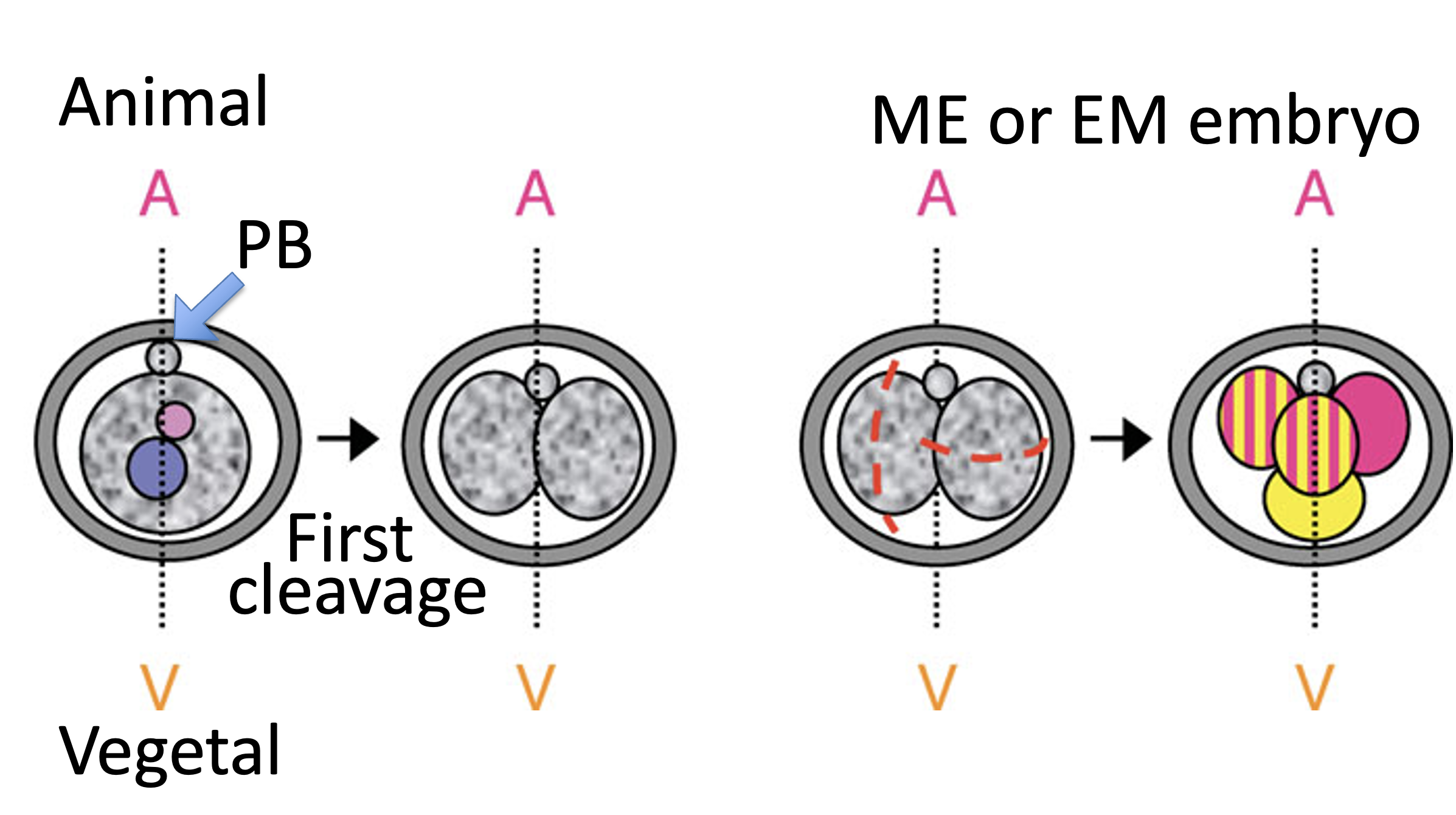 4 stage cell