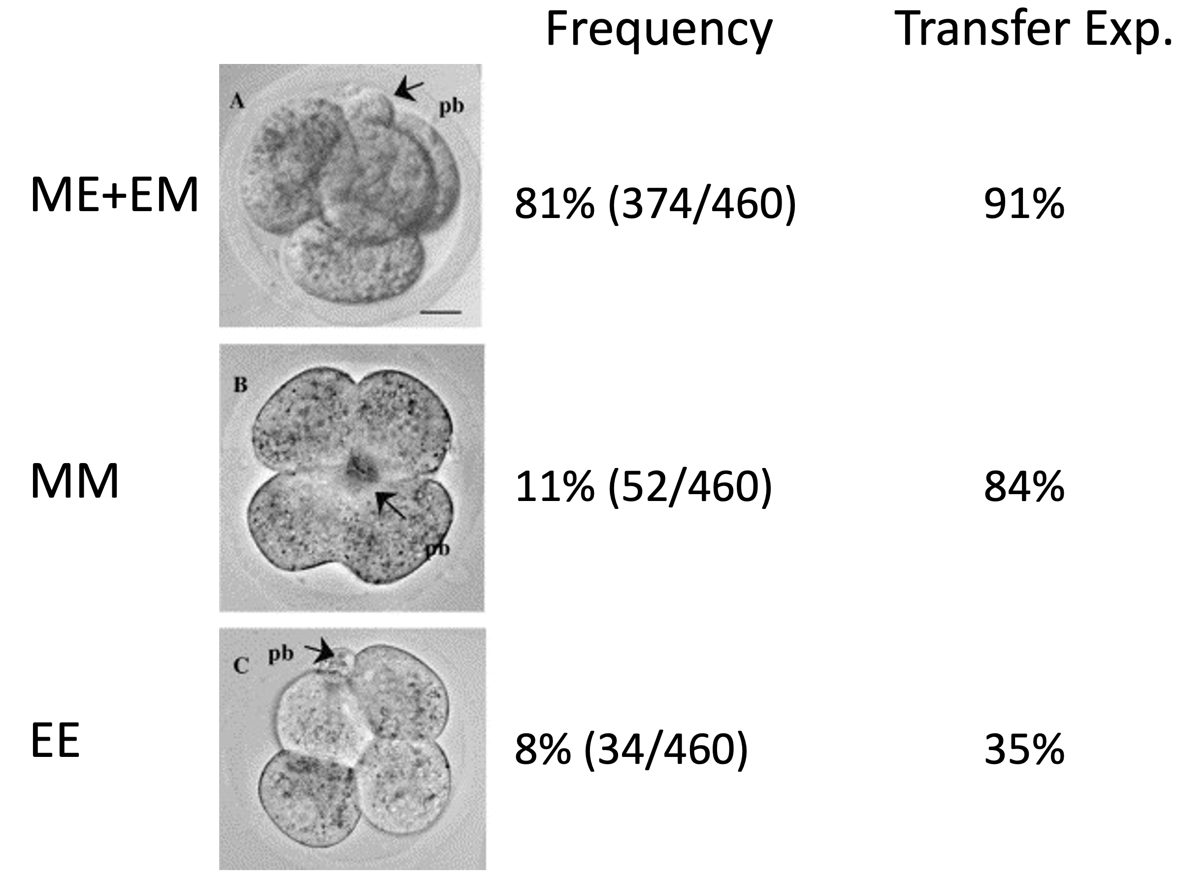 Fig. 2. Three possible arrangements of the blastomeres in the 4-cell stage mouse embryo. (A) Tetrahedral form resulting from one approximately meridional and one non-meridional (equatorial or oblique) division as described by Gardner (2002). (B) All four blastomeres in close proximity to the second polar body; an arrangement resulting from two approximately meridional divisions of both 2-cell stage blastomeres. (C) Two blastomeres in close proximity to the second polar body, and the other two further away; an arrangement resulting from two non-merdional divisions. Arrow points to the second polar body. Bar 15 mm.