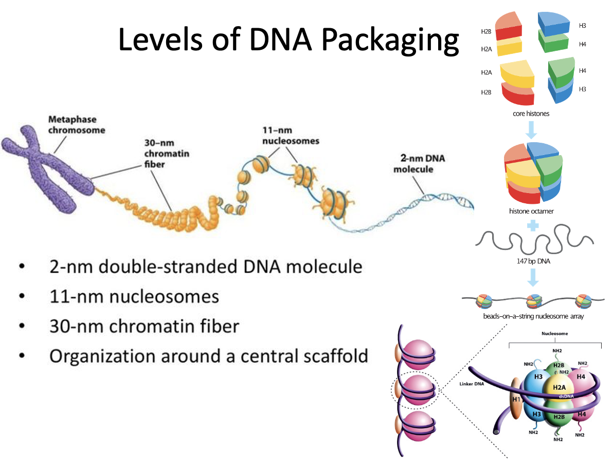 רמות אריזה של DNA