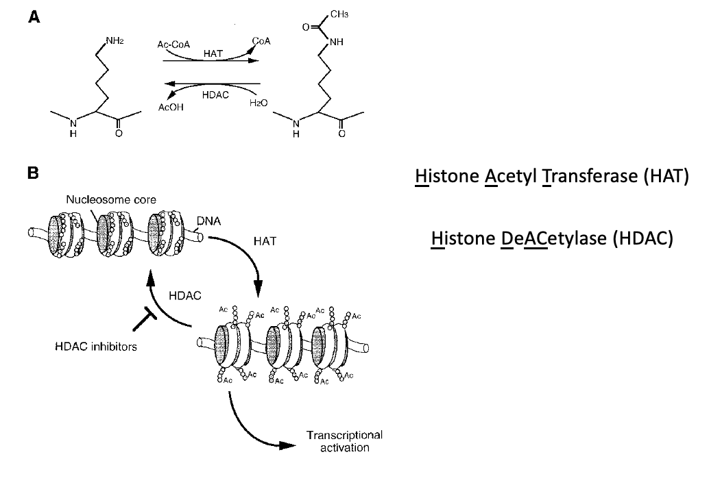 HAT and HDAC