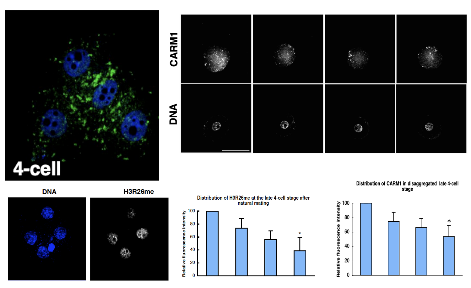 Carm1 immunostaining