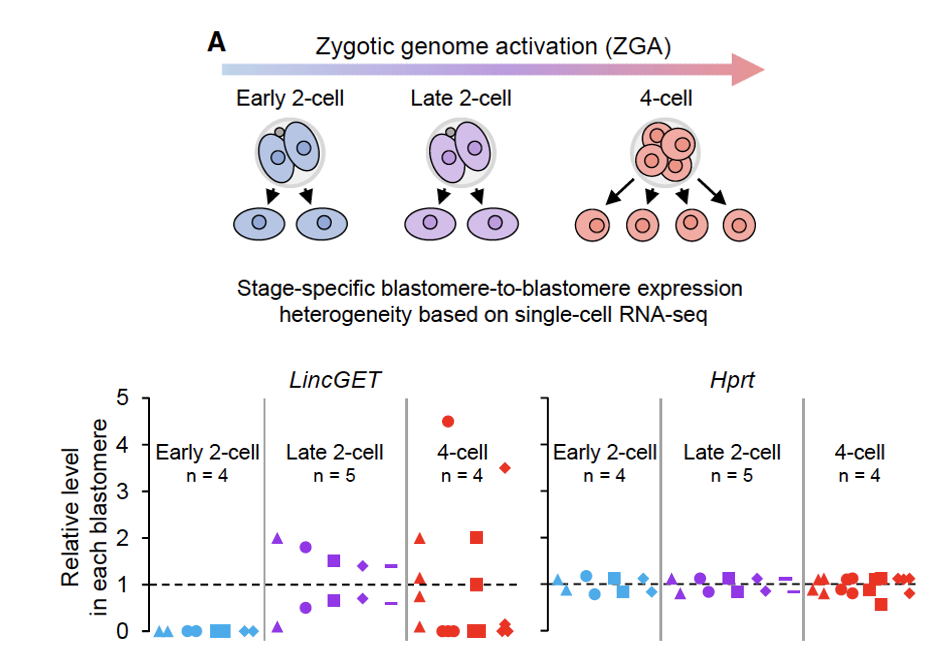 Figure 1. LincGET is Transiently Expressed and Asymmetrically Distributed in Two- to Four-Cell Blastomeres (A) LincGET expression is heterogeneous (compared with Hprt) in two- to four-cell embryos, according to the bioinformatic analyses of single-blastomere RNAseq data. Hprt work as a control that is symmetry distributed among blastomeres in two- to four-cell embryos. (B and F) Schematic overview. Late two-cell (B) or early four-cell (F) embryos were harvested for RNA-FISH and digested into single blastomeres for single-cell (1C)-qPCR. Blastomeres are named B1 and B2 (B) or B1 to B4 (F) according to decreasing LincGET concentration. (C and G) 1C-qPCR results showing LincGET distribution asymmetry between blastomeres of late two-cell embryos (C) or among blastomeres of early four-cell embryos (G), but not the housekeeping gene, Hprt. CT values are used for level analysis. Two-tailed Student’s t tests were used for the statistical analysis. (D and H) Quantification of RNA-FISH fluorescence intensity of embryos in (B) and (F) showing the asymmetric distribution of LincGET at the late two-cell (D) or early four-cell (H) stage. Intensity relative to DNA signal was used. (E and I) Examples of RNA-FISH of late two-cell (E) or early four-cell (I) embryos. Nuclei with lower LincGET are marked by white arrow heads. Three experimental replicates were performed. Scale bar, 50 mm. See also Figure S1.