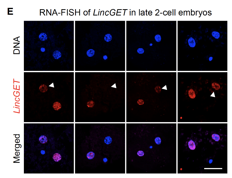 RNA-FISH of LincGET in late 2-cell embryos