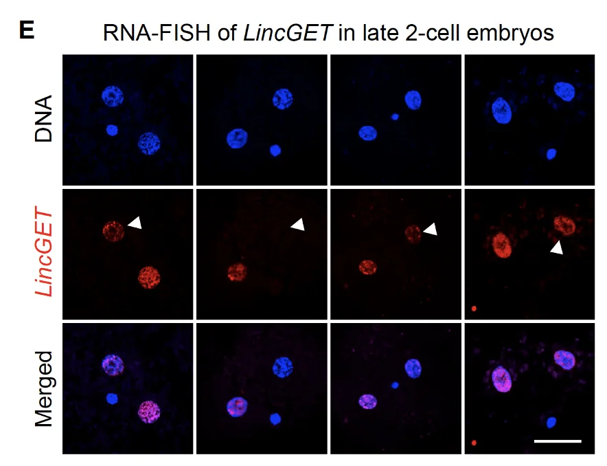 RNA-FISH of LincGET in late 2-cell embryos