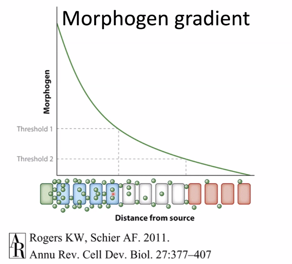 Morphogen gradient