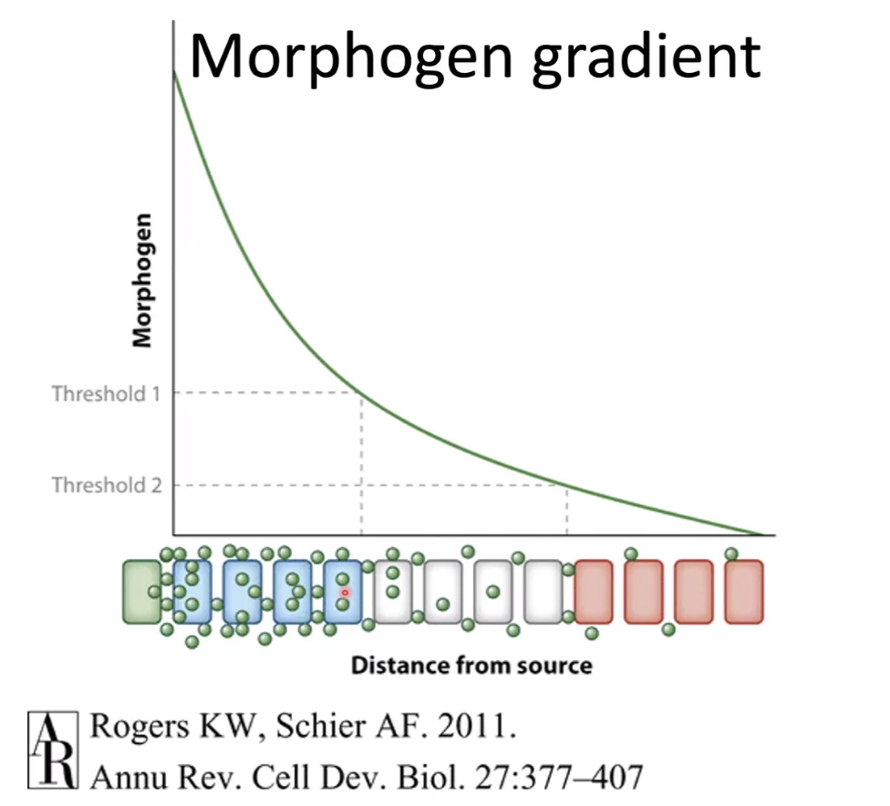 Morphogen gradient