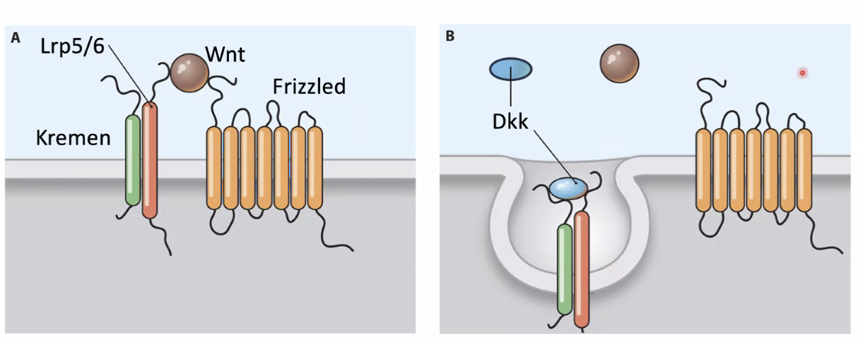 negative regulation 2