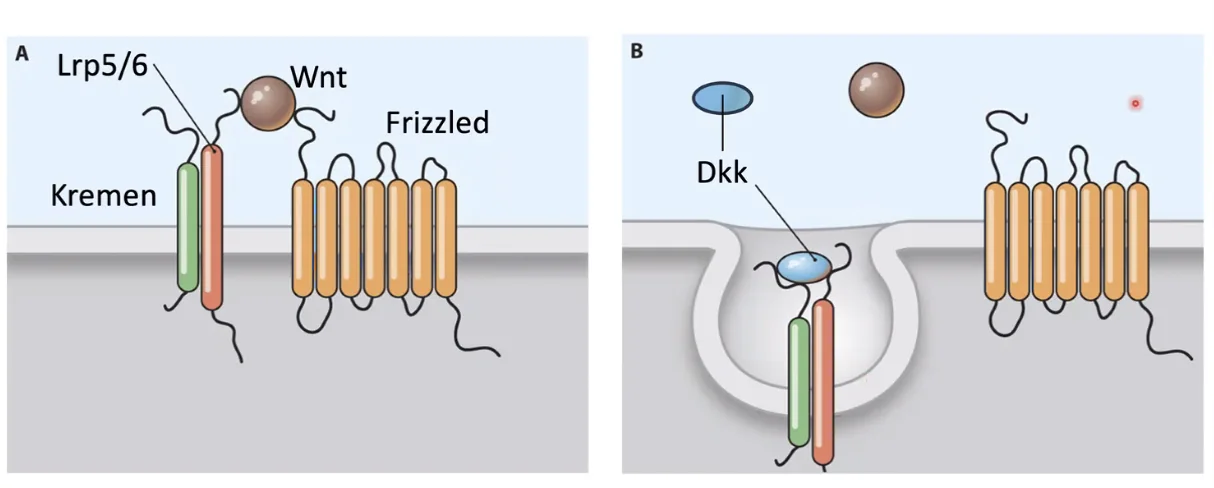 negative regulation 2