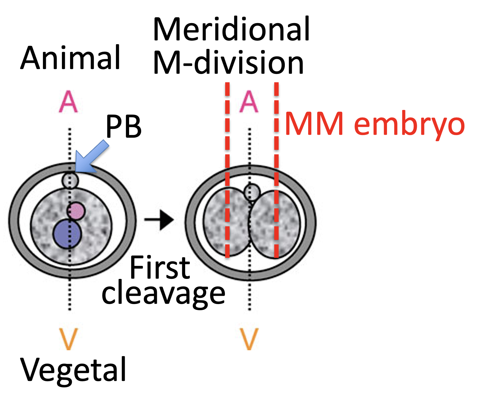 MM embryo
