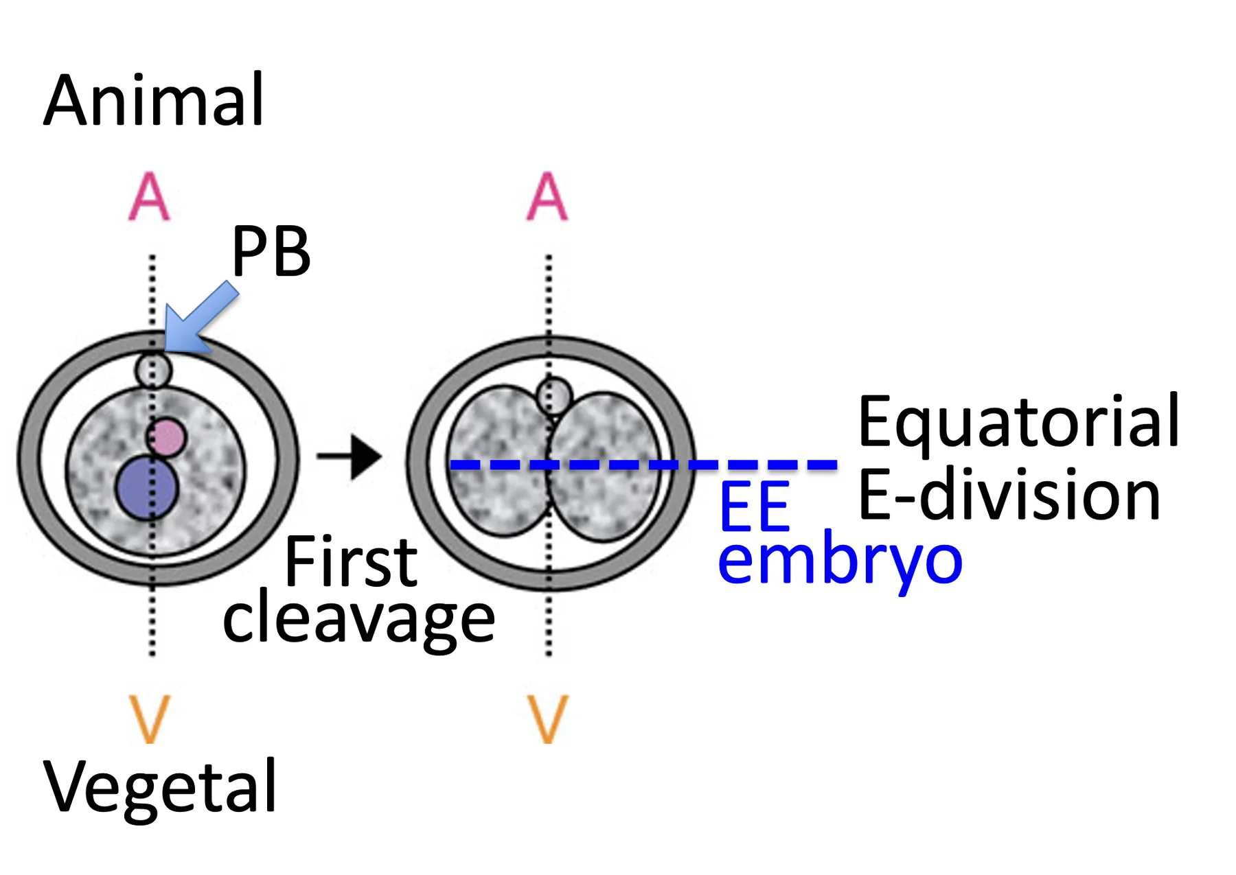 EE embryo