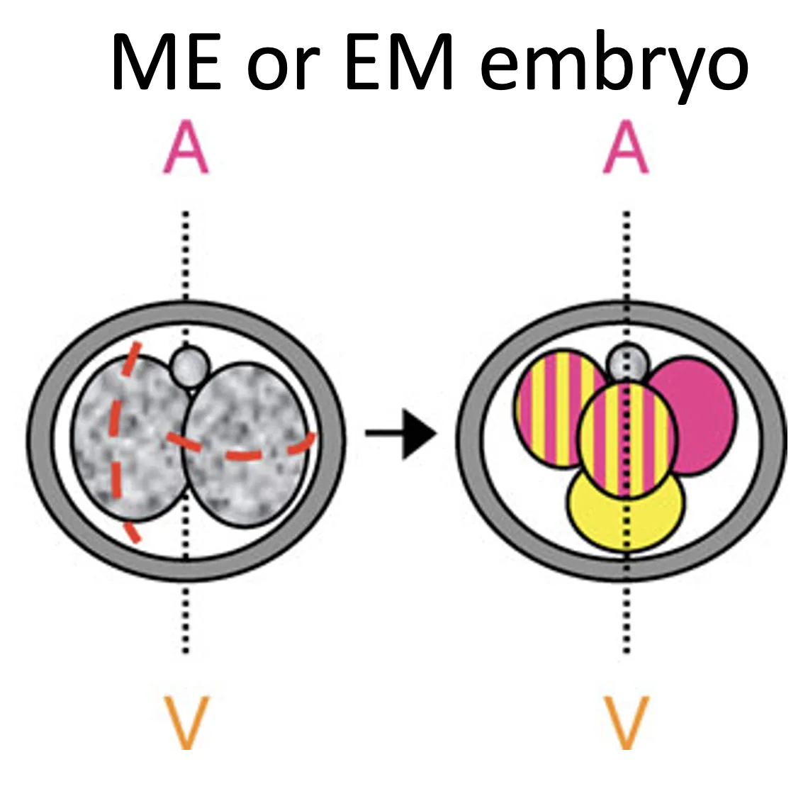 ME / EM embryo