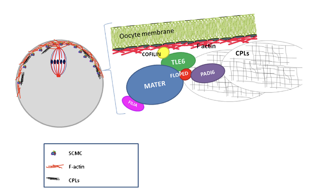 SubCortical Maternal Complex (SCMC)