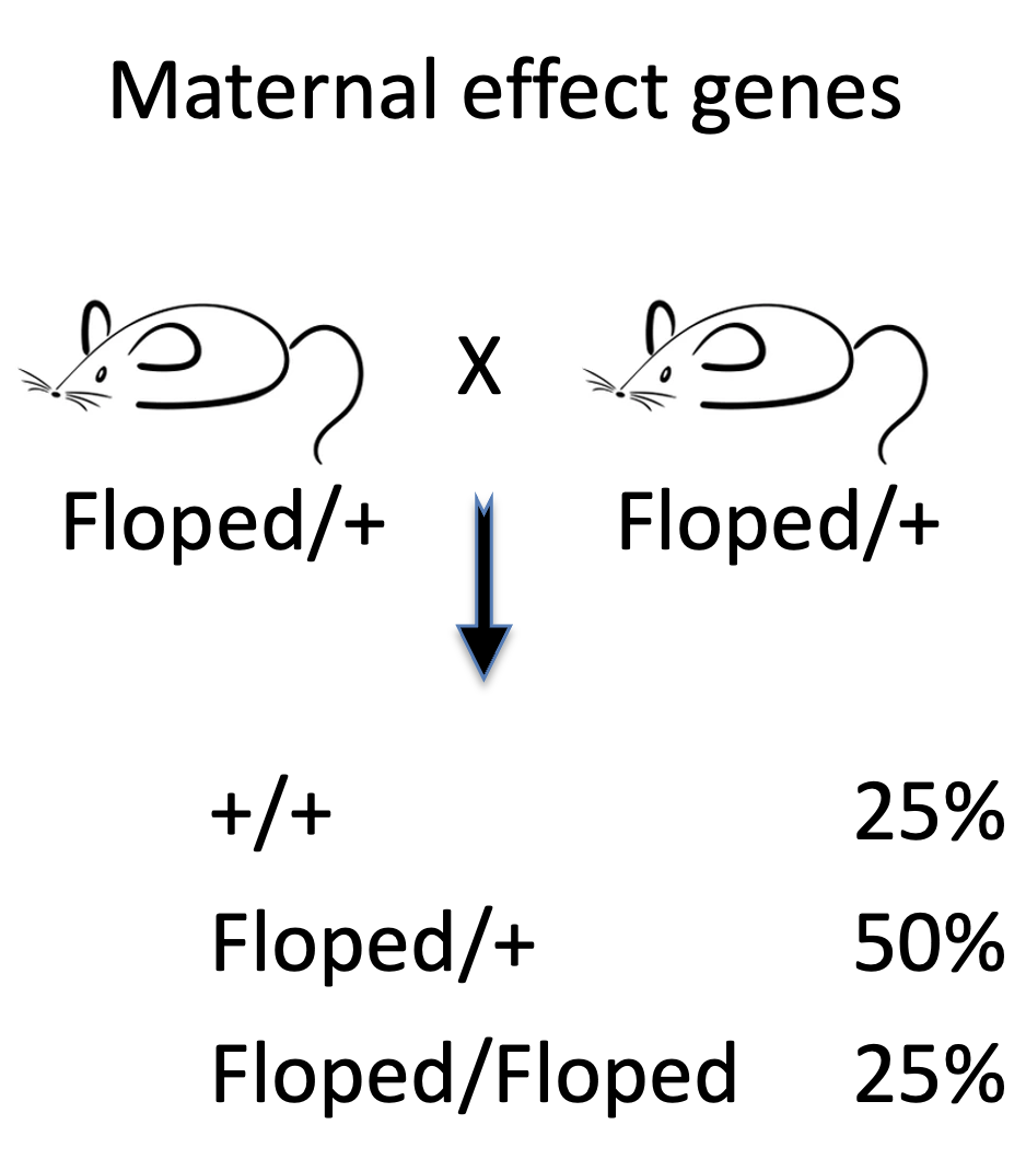 עכברה הטרוזיגוטית ל־Floped