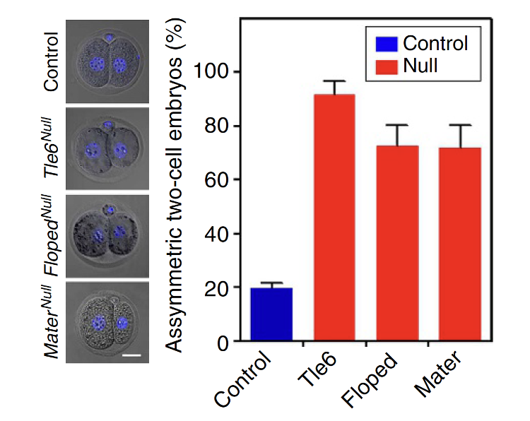 Asymmetric embryo = Ratio of blastomere sizes in one embryo >10%