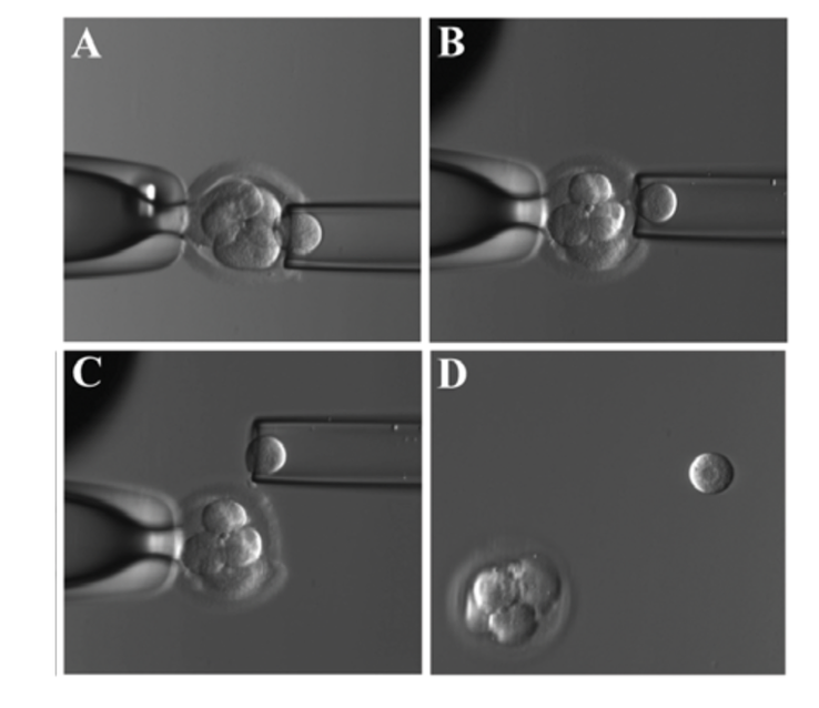 PGD: Cleavage stage