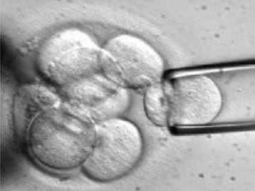 Cleavage stage embryo