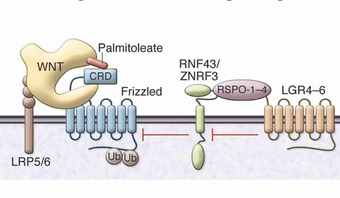 negative and positive reg