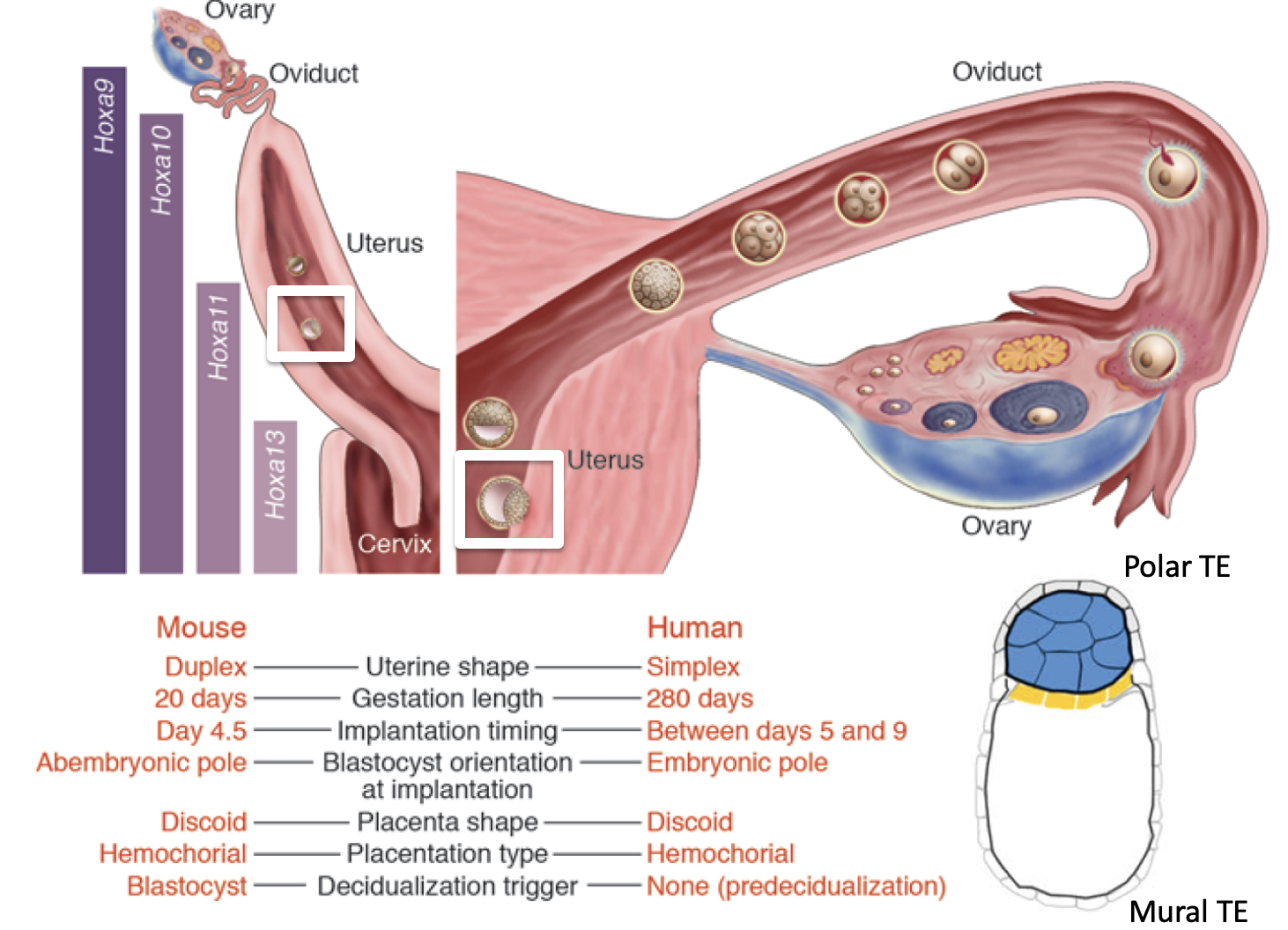 Uterine