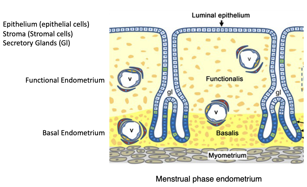 Human Endometrium