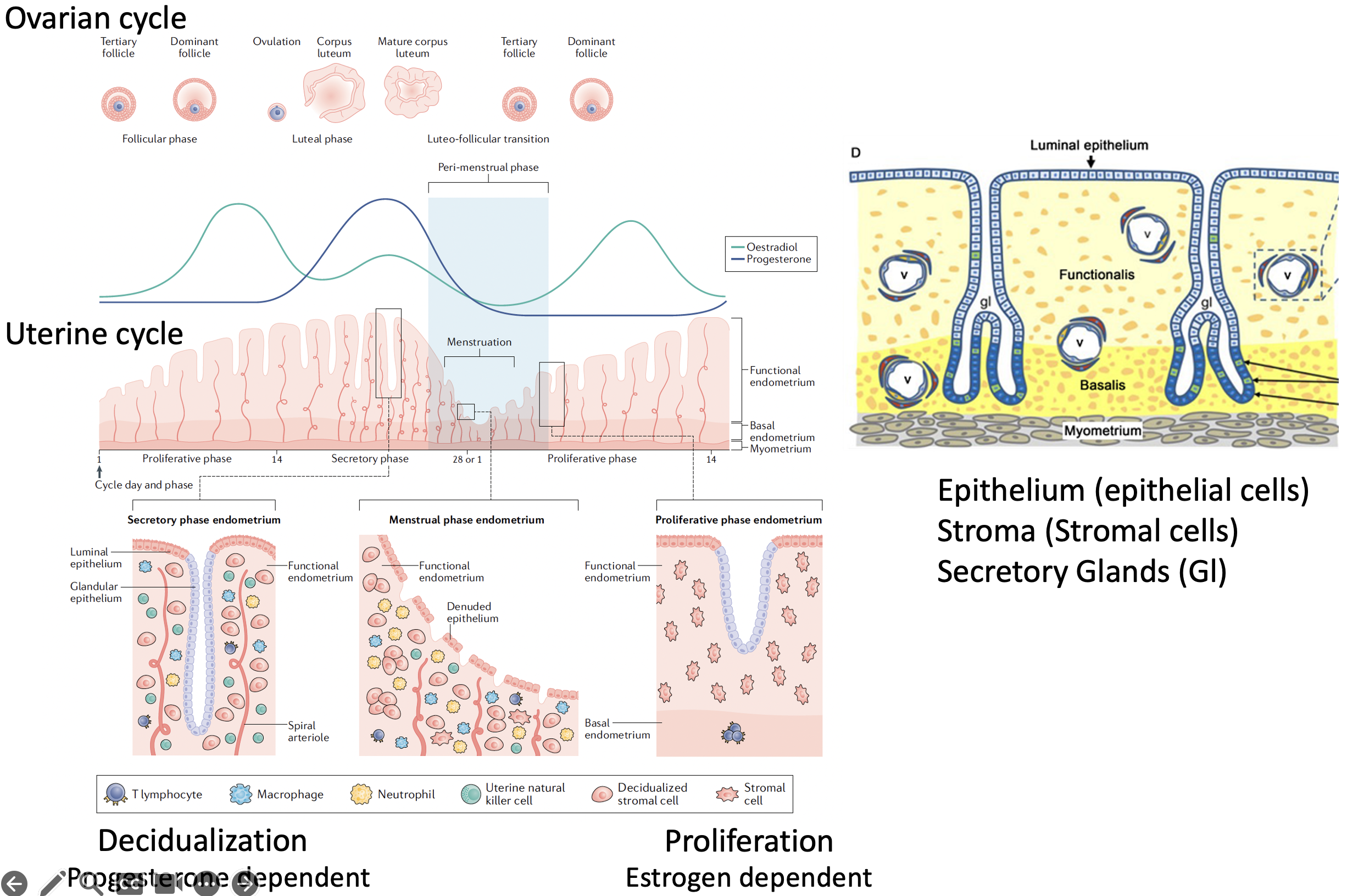 Menstrual cycle
