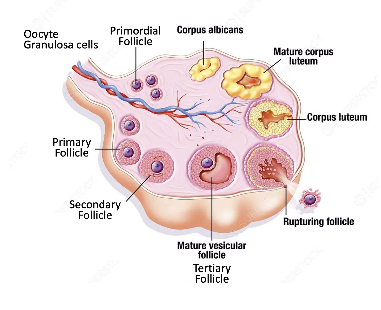 Granulosa cells