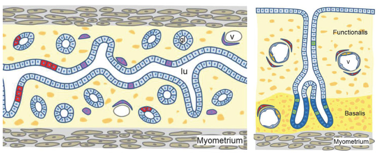 Mouse vs. human Endometrium