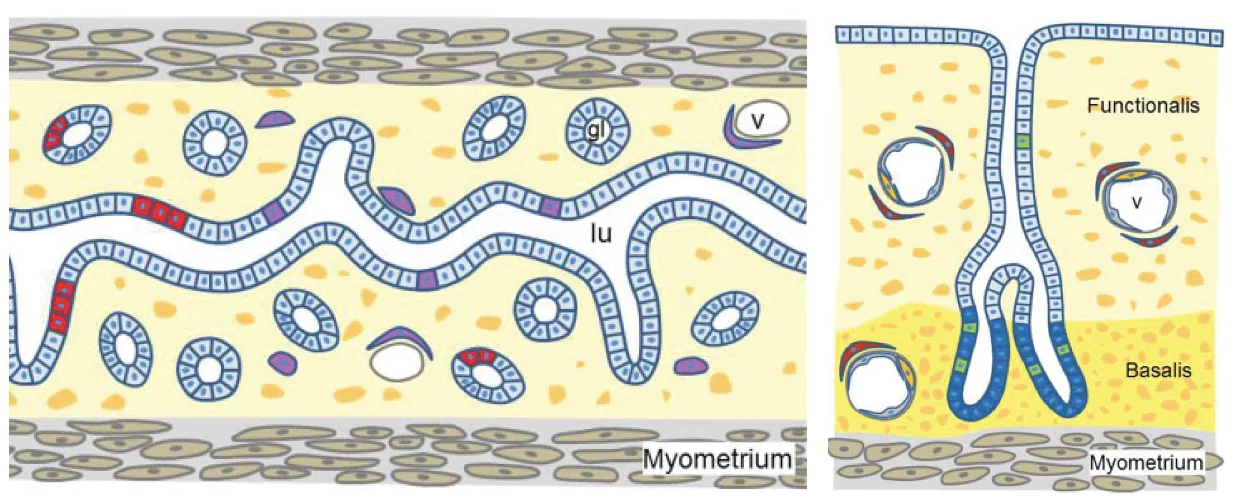 Mouse vs. human Endometrium