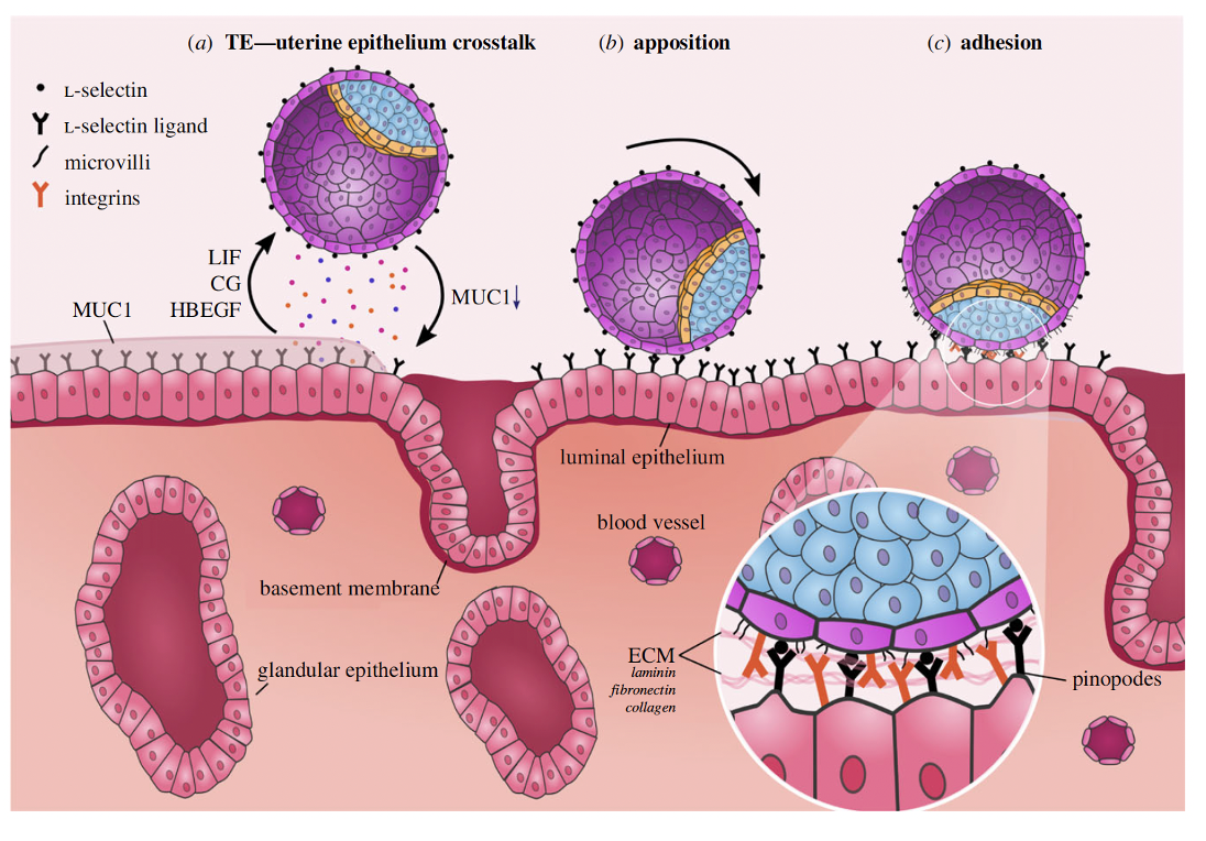 Blastocyst activation and adhesion