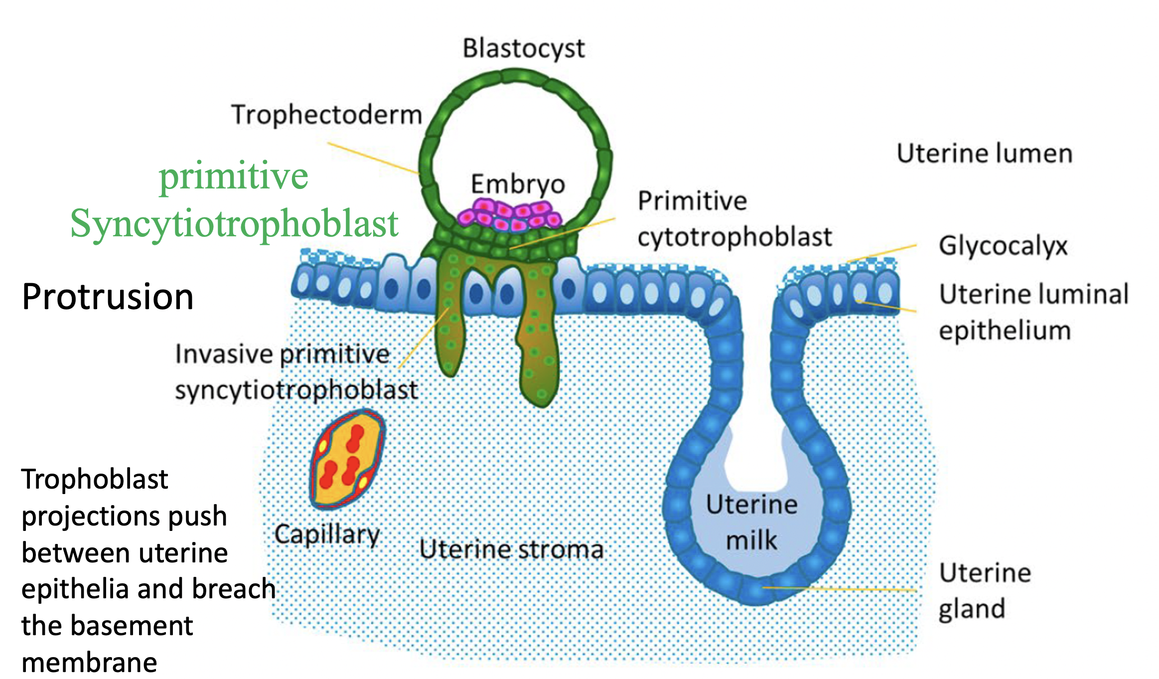 Syncytiotrophoblast