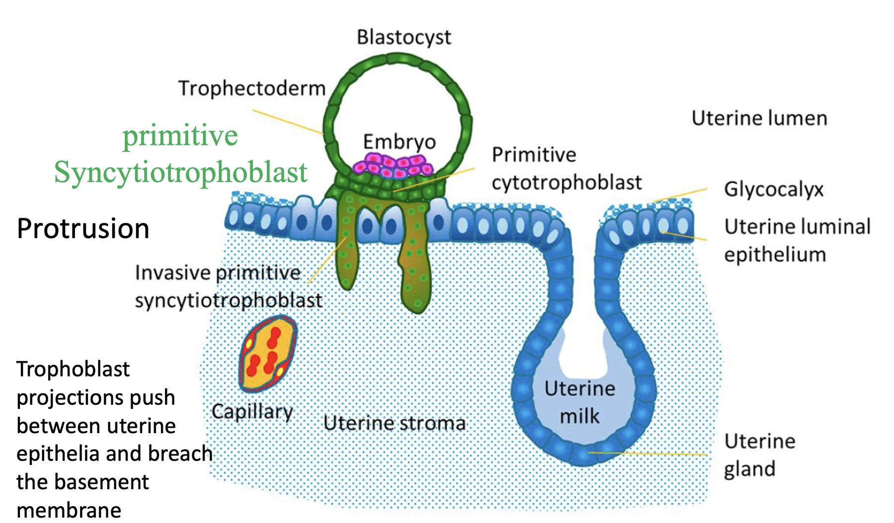 Syncytiotrophoblast