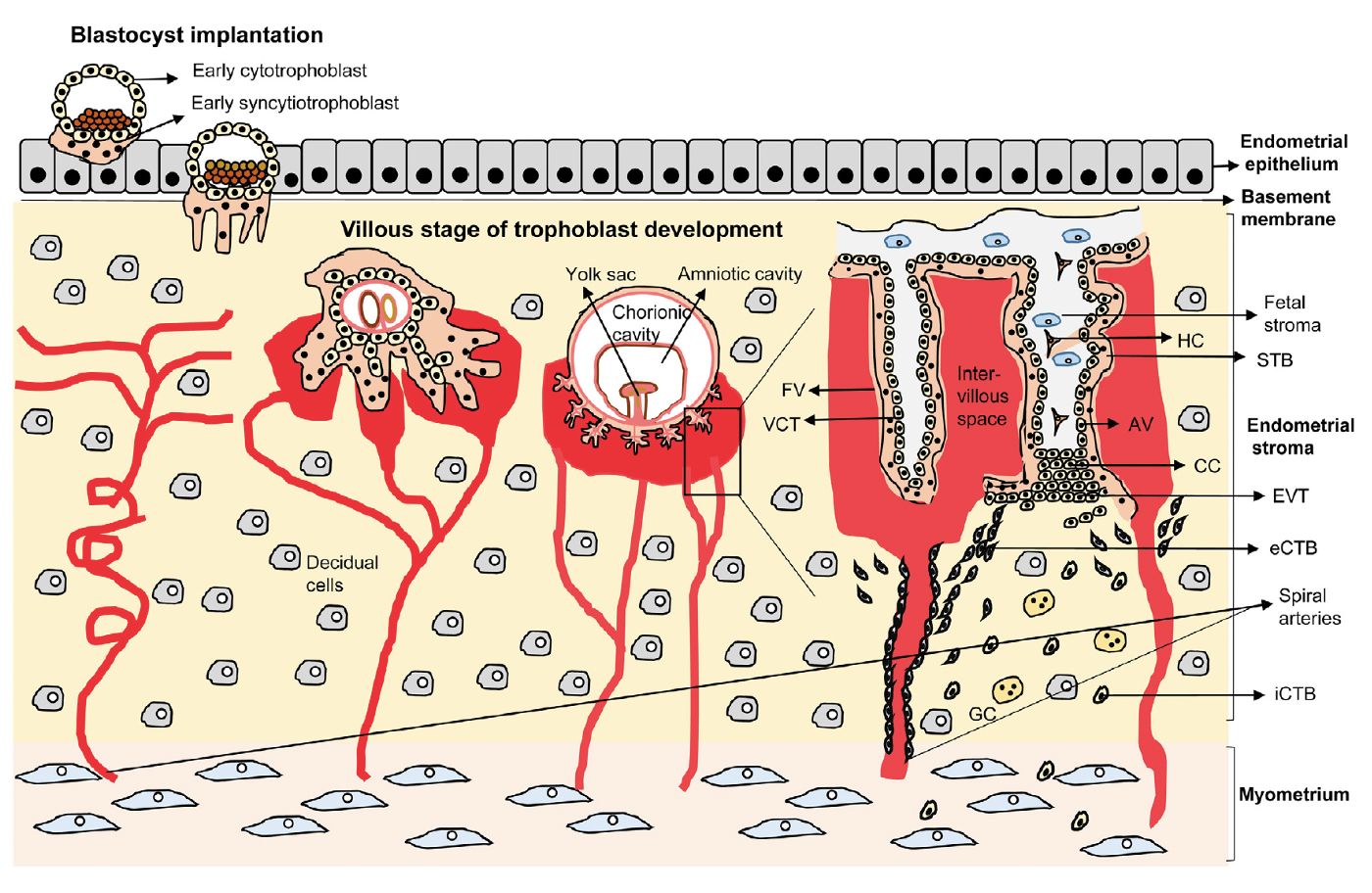 Human placental development