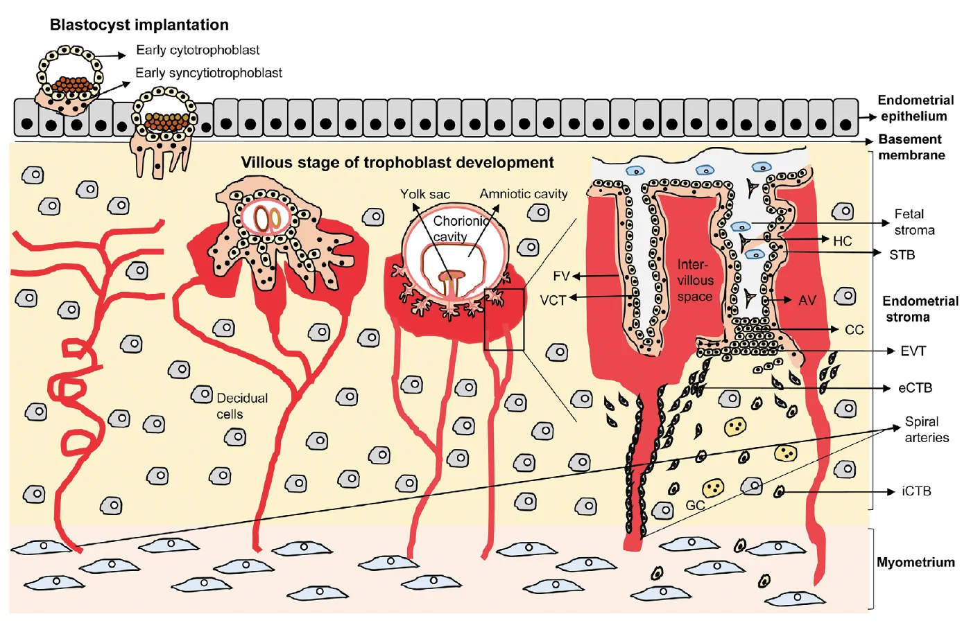 Human placental development